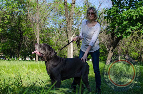 Large Leather Dog Collar for Neapolitan Mastiff