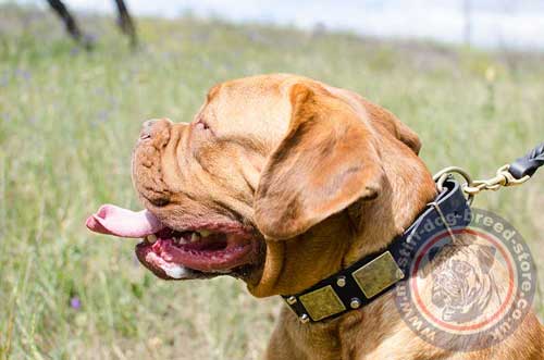 Large Leather Dog Collars for French Bordeaux Mastiff