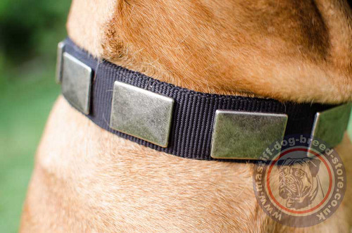 Bullmastiff Collars UK