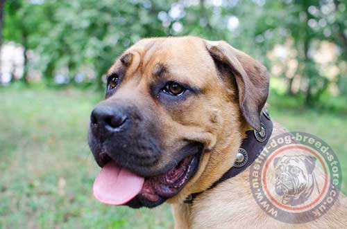 Leather Buckle Dog Collar