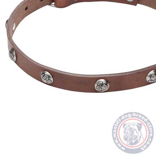 Buy Mastiff Puppy Collar UK