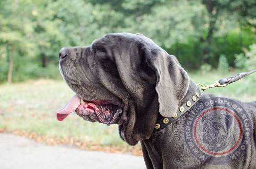 Designer Dog Collar for Neapolitan Mastiff