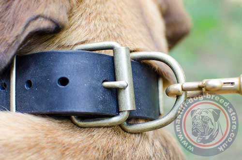 Leather Dog Collar Best Choice in Our Online Pet Store