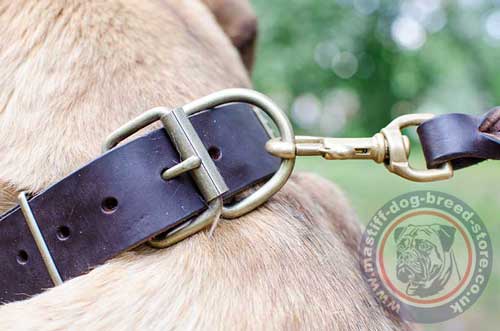 Leather Dog Collar with a Buckle and Steel Hardware