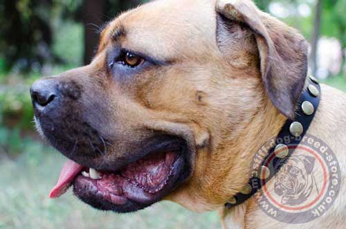 Leather Dog Collar with Studs