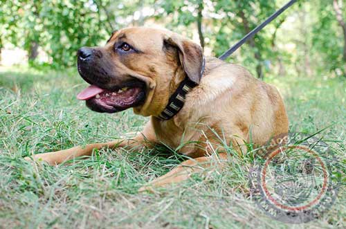 Leather Large Dog Collar for Cane Corso Training and Walking