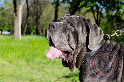 Neapolitan Mastiff Dog Collar