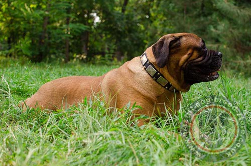 Bull Mastiff Collar for Big Dogs