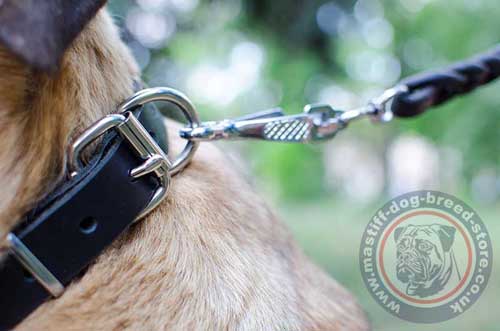 Luxury Dog Collar for Cane Corso Dogs