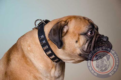 Cool Dog Collar for Bullmastiff