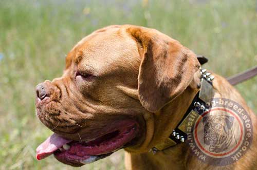 Dogue De Bordeaux Collars UK