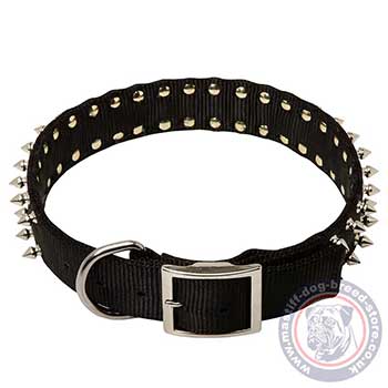 Nylon Dog Collar with Buckle