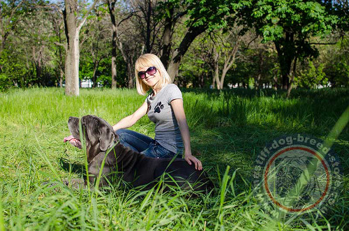 Neapolitan Mastiff Collar UK