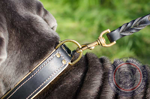 Neapolitan Mastiff Dog Collar UK