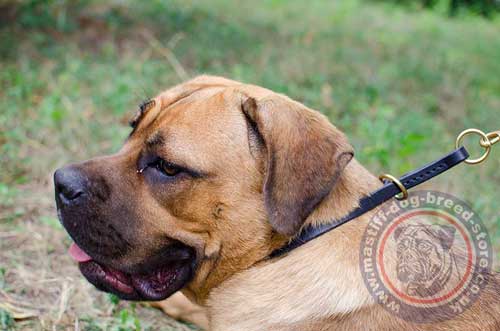 Narrow Dog Collar for Italian Mastiff