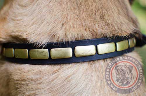Narrow Dog Collar for Mastiff Cane Corso