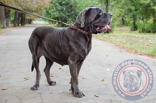 Neapolitan Mastiff Studded Dog Collar