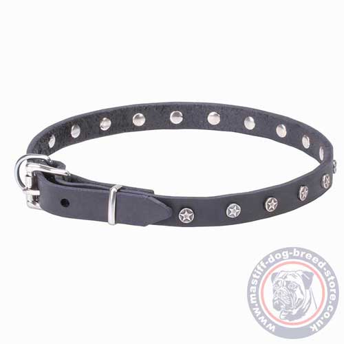 Buy Mastiff Puppy Collar UK