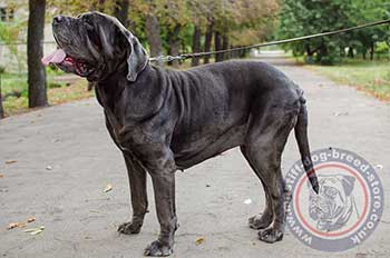 Neapolitan Mastiff Collar with Buckle