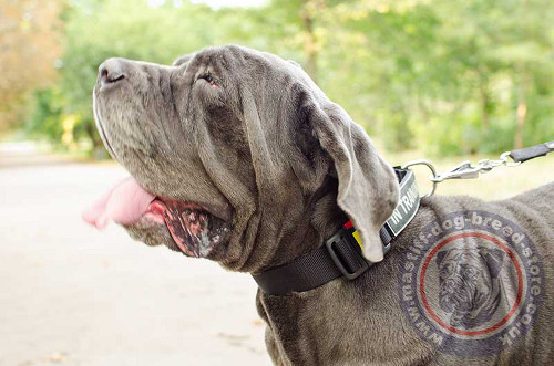 Neapolitan Mastiff Collar UK