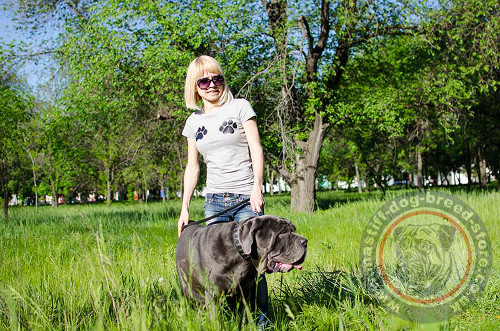 Neapolitan Mastiff Collars for Large Dogs