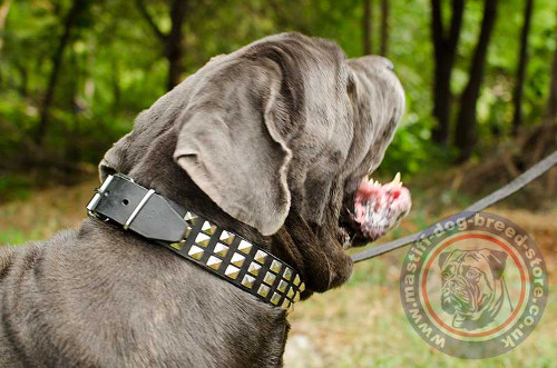 Neapolitan Mastiff Collars in Fashion