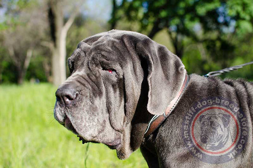 Neapolitan Mastiff Collars