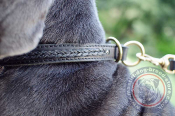 Mastiff Temperament Dog Choke Collar