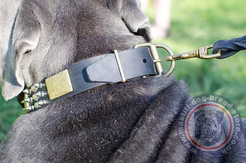 Neapolitan Mastiff Dog Collar UK