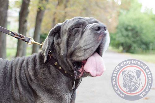 Strong Dog Collar for Neapolitan Mastiff