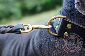 Best Dog Training Collar for Neapolitan Mastiff Training