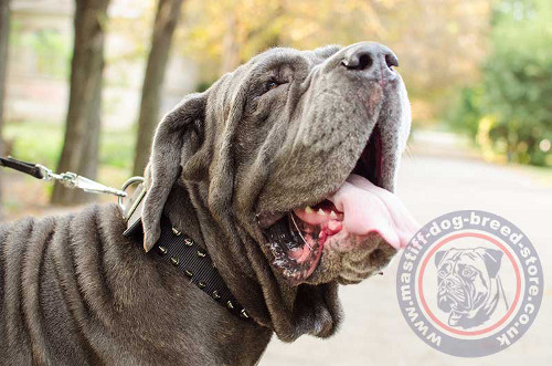 Mastiff Nylon Collar