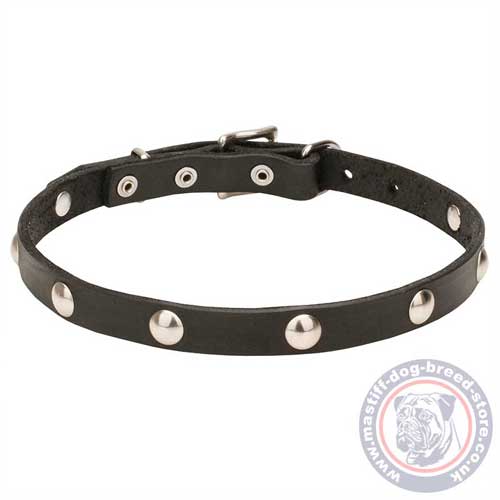 Mastiff Puppy Collar for Dogs