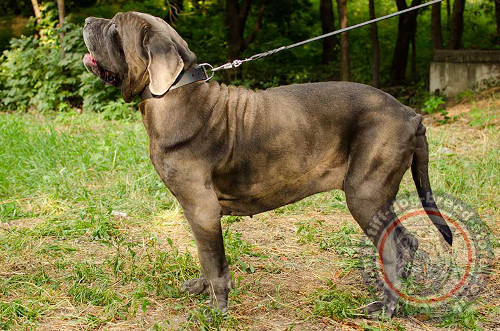 Wide Dog Collar for Neapolitan Mastiff