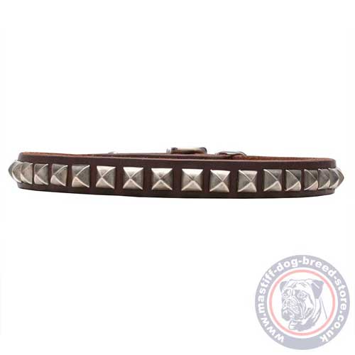 Brown Mastiff Puppy Collar