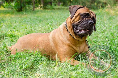 Bullmastiff Leather Dog Collar