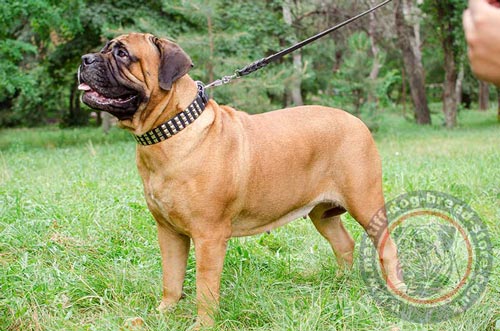 Bullmastiff Collars with Studs