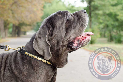 Handmade Dog Collar for Neapolitan Mastiff