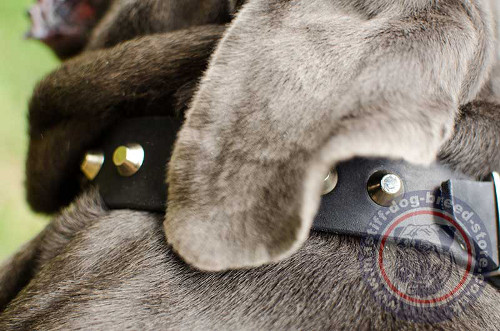 Neapolitan Mastiff Collar