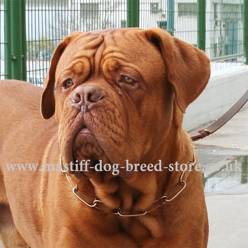 Curogan Fur Saver Mastiff Chain