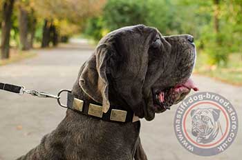 Best Dog Collar Fashion for Neapolitan Mastiff