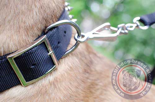 Nylon Dog Collar With Buckle