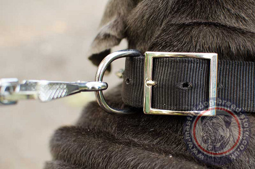 Strong Nylon Dog Collar with Metal Buckle