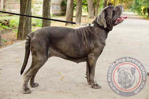 Italian Mastiff Collar