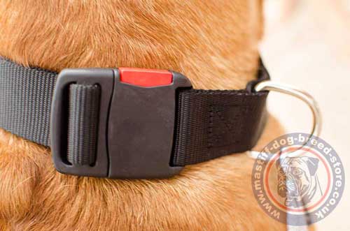 Strong Dog Collars for Dogue De Bordeaux