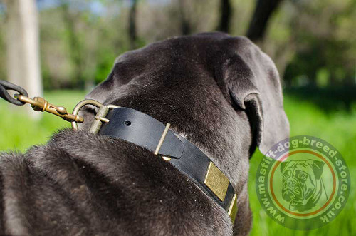 Large Dog Collar for Neapolitan Mastiff