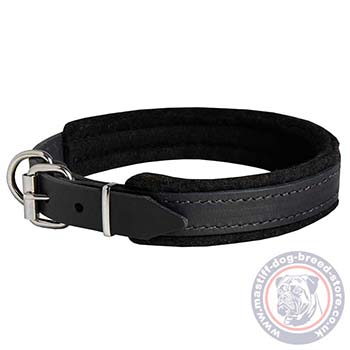 Cane Corso Mastiff Collar UK