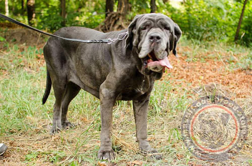 Padded leather Dog Collar for Neapolitan Mastiff