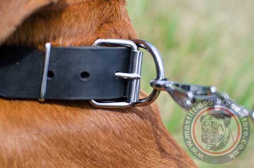 Padded Leather Dog Collar with Buckle