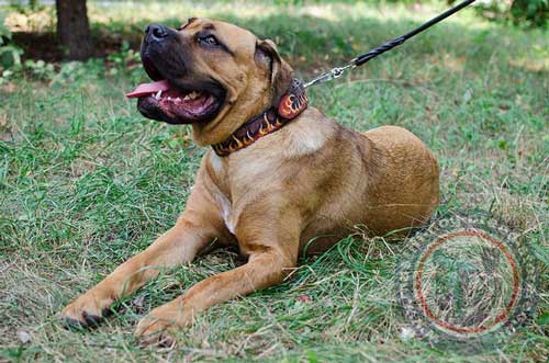 Cane Corso Dog Collar Fashion